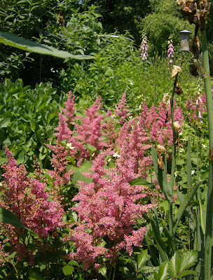 Astilbe flowers