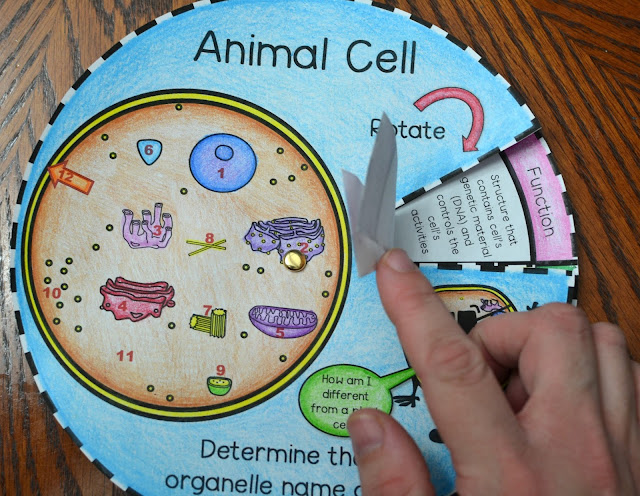 Animal cell foldable