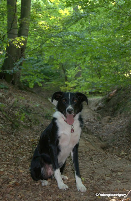 Ralph the dog, Forest, Frankfurt, Germany