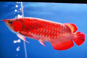 arwana super red
