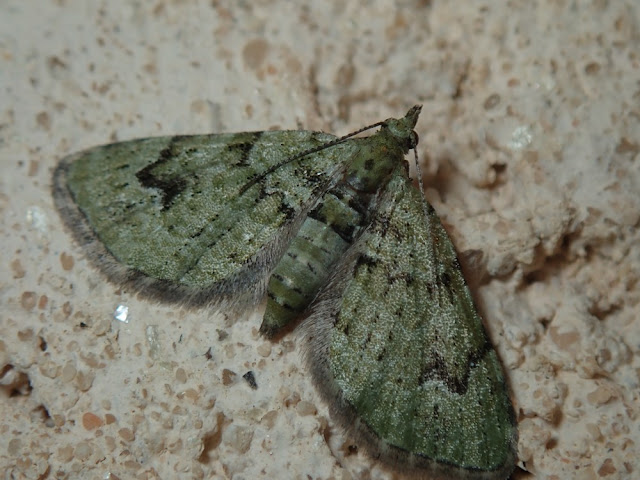 Chloroclystis v-ata