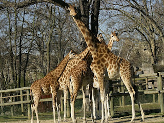 Girafe - Giraffa camelopardalis