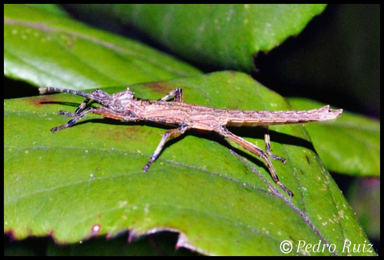 Ninfa hembra L2 de Dares philippinensis, 2 cm de longitud