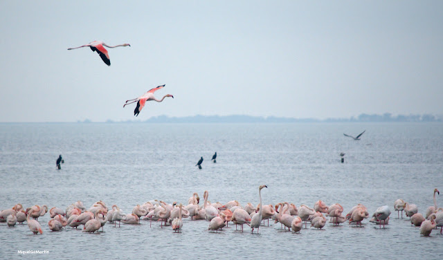 Flamencs