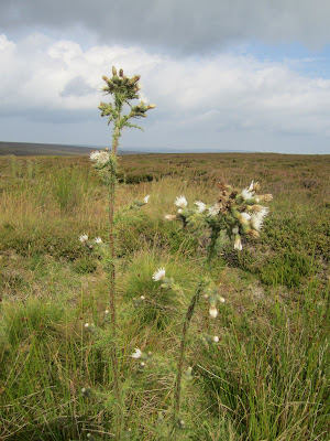 Cirsium palustre - Marsh Thistle (white)