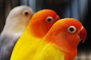 Love Bird adalah jenis burung yang berasal dari negeri Belanda. (love bird)