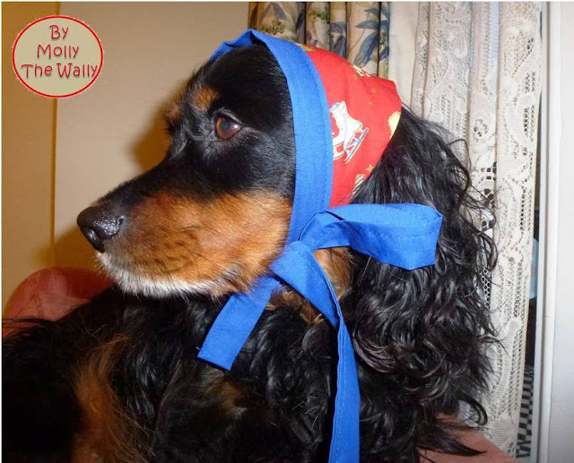 Molly The Wally & Her Bandana!