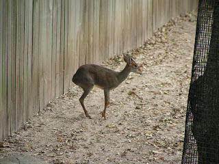 Animals in Houston Zoo