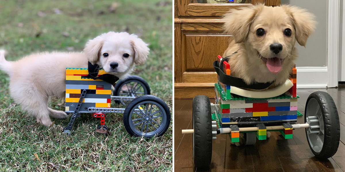 Two-Legged Dog Got A Wheelchair Built Out Of Legos By A 12-Year-Old Boy