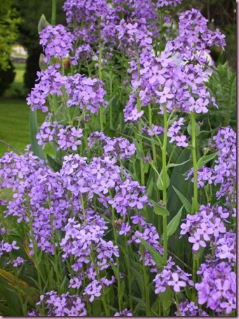 hesperis