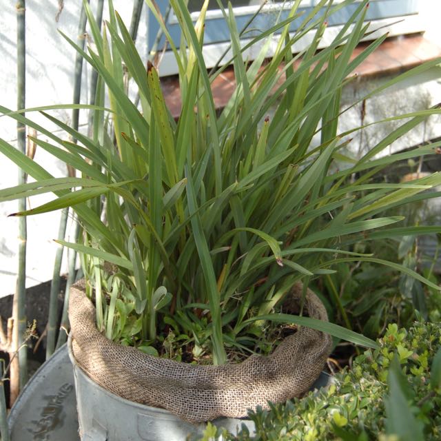 Dianella tasmanica blad