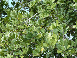 Noronhia emarginata - Olivier de Madagascar - Takamaka de Madagascar