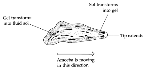 Morfologi, Organella, Nutrisi dan Reproduksi ProtozoaAnatomi dan Morfologi Protozoa, Organella untuk Pergerakan Protozoa, Cilia dan flagella, Perbedaan Cilia dan flagella yang merupakan alat gerak pada protozoa, Perbedaan Cilia dan flagella yang merupakan alat gerak pada protozoa, Mekanisme pergerakan kaki semu pada protozoa, Vakuola kontraktil berfungsi menjaga keseimbangan cairan pada Protozoa, Binary fission atau pembelahan biner pada  Paramecium ( Protozoa ), Organella untuk Pergerakan Protozoa, Pseudopodia atau kaki semu, Nutrisi dan Sistem Pencernaan Protozoa, Sistem ekskresi dan osmorgulasi pada Protozoa, Sistem Reproduksi Protozoa