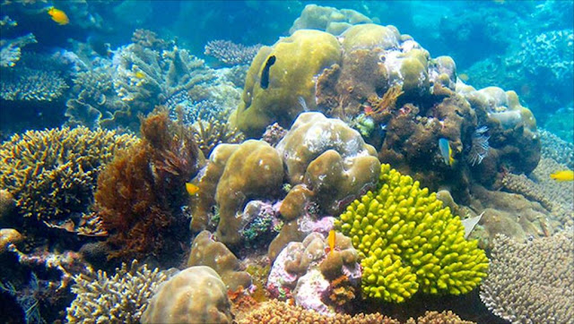 What If Coral Reefs Disappeared?