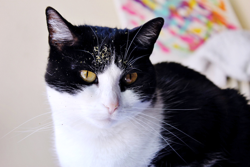 Truffles the tuxedo cat has a catnip problem.