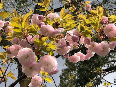 平野神社の花見