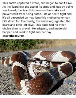 This snake captured a lizard, and began to eat it alive. As the lizard lost the use of its arms and legs by being swallowed, the lizard bit down on the snake and prevented it from being eaten.  Life or death fight and it's all depended on how long this motherfucker can bite down for. Eventually, the snake regurgitated the lizard and both left alive. This dude had no other choice than to prevail.  He adapted, and made shit happen and lived to fight another day.  #staythecourse