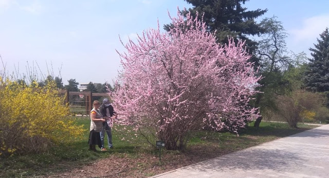 Афлатуния вязолистная / Луизеания вязолистная (Aflatunia ulmifolia, =Louiseania ulmifolia)