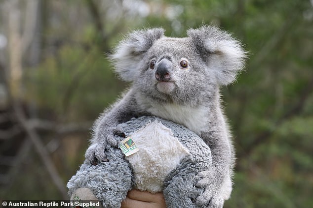 www.andrewalpin1.blogpot.com-baby koala