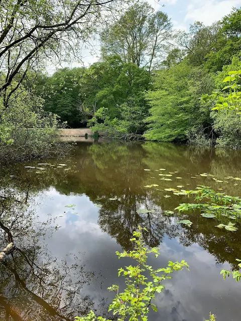A pond in Epping Forest with Lily pads and green trees