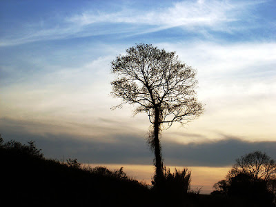 tree's silhouette
