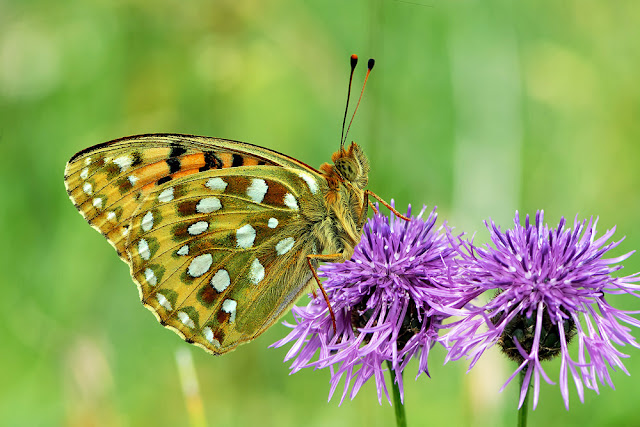 Argynnis aglaja the Dark Green Fritillary butterfly