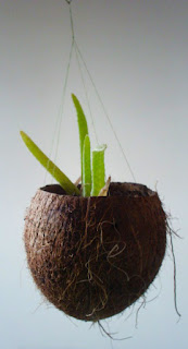 Aloe vera en coco