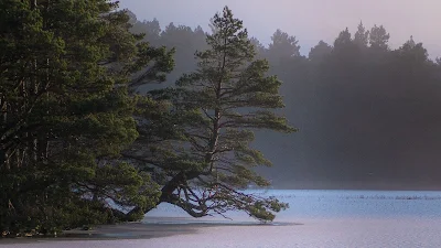 HD Wallpaper Lake, Trees, Snow, Fog