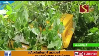 പിക്അപ് വാനിനു മുകളിലേയ്ക്  മരം ഒടിഞ്ഞു വീണു