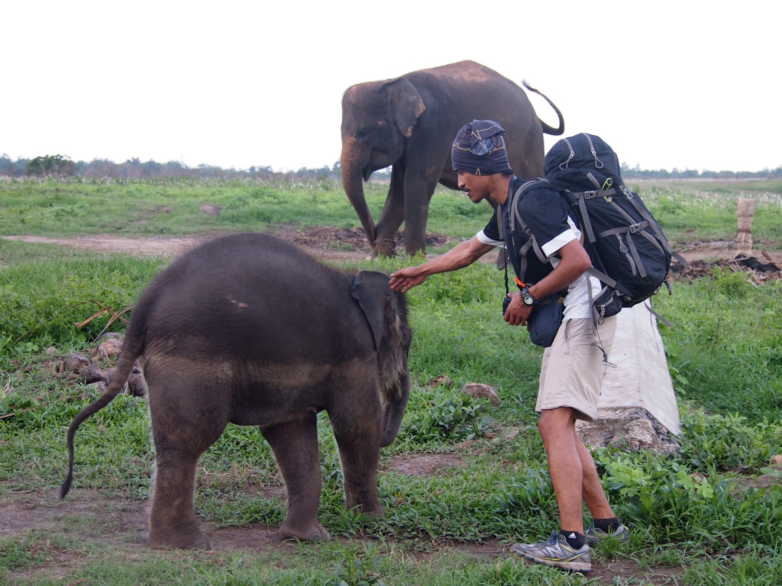 Travel Journal Of Satya Bermain Bersama Gajah Gemas Di Way Kambas