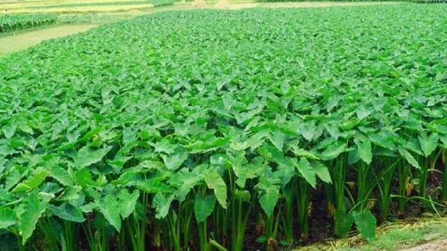 কচুর শাকের উপকারিতাBenefits of many greens