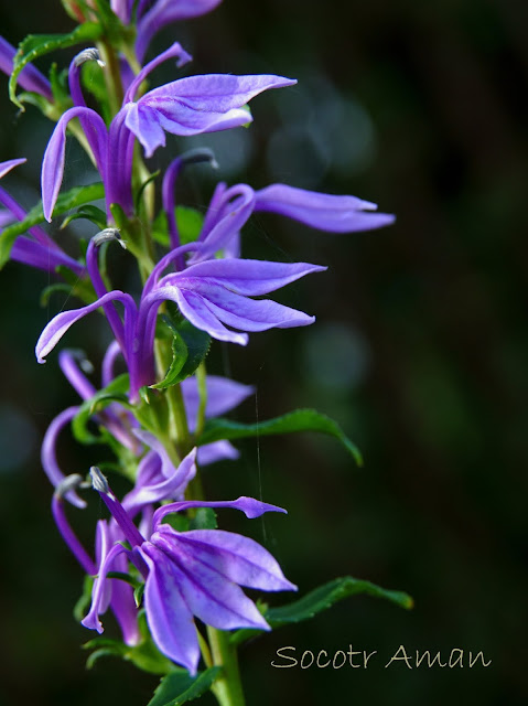 Lobelia sessilifolia