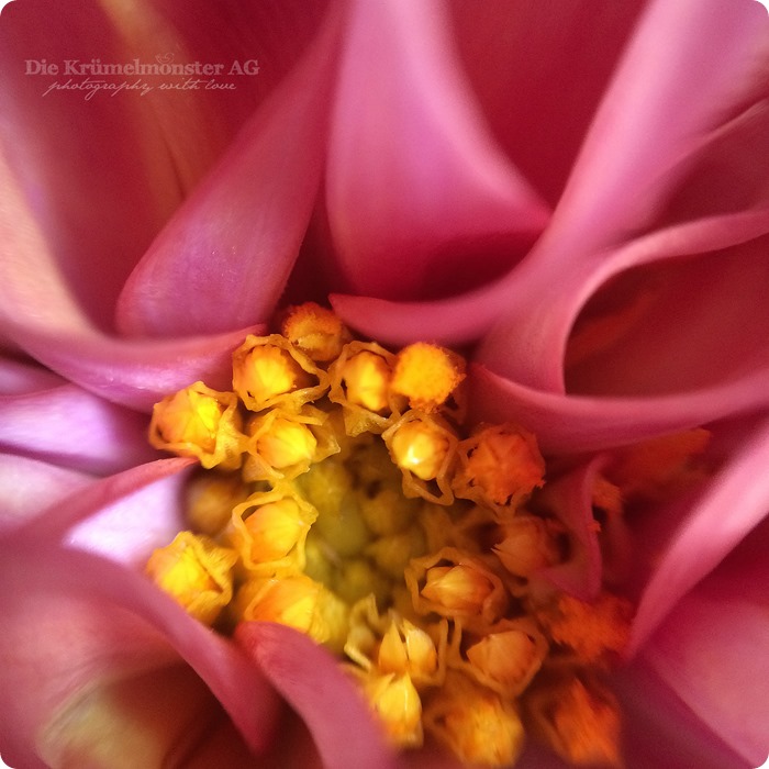 Think Pink  MakroMontag (05)