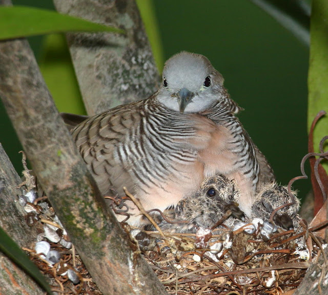 Dove Bird Nest