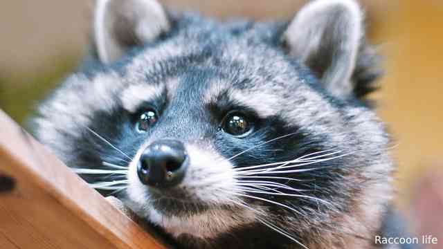 The Character of Raccoons