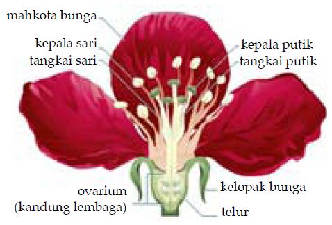 Struktur Bagian-bagian Bunga dan Fungsinya Lengkap