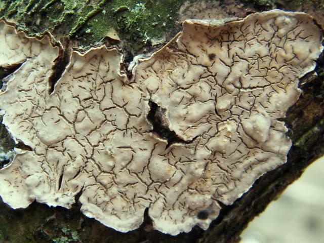 Stereum rugosum