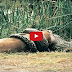 Most Amazing Wild Animal Attacks, Animal WildLife lion, tiger, anaconda, deer, Crocodile, Rhino