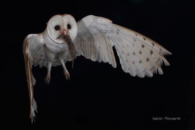 Hontza zuria, Tyto alba, Lechuza