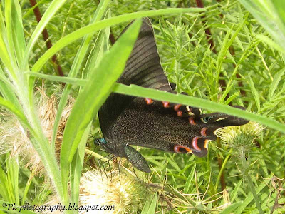 Paris Peacock Butterfly