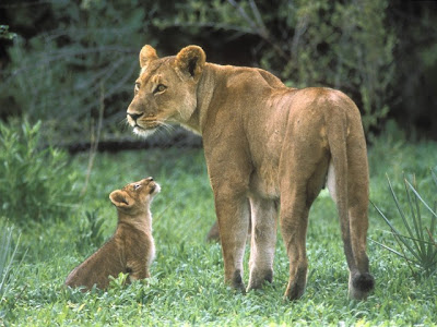 African lions pictures