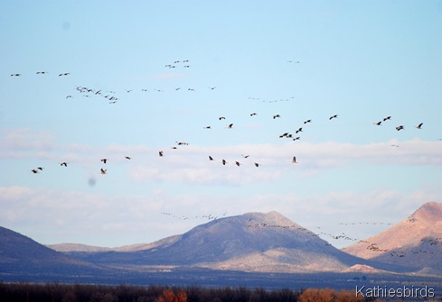 5. Sandhills-kab