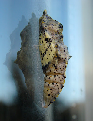 Frog End Wildlife: Lepidoptera - Butterflies & Moths