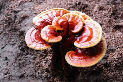 Ganoderma Mushroom Company in Nellore, Andhra Pradesh