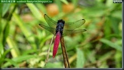 20140821_142902_076_BotanicalGarden