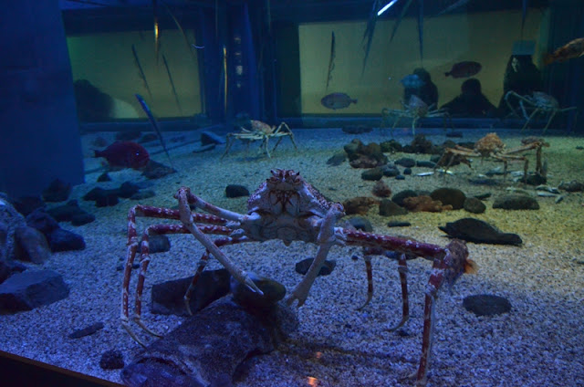 Giant Crab Kaiyukan Osaka Aquarium 海遊館 