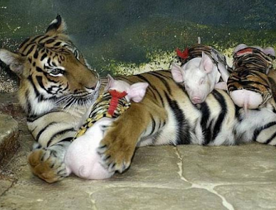Harimau Ini Tidak Mau Makan dan Minum Karena Anaknya 