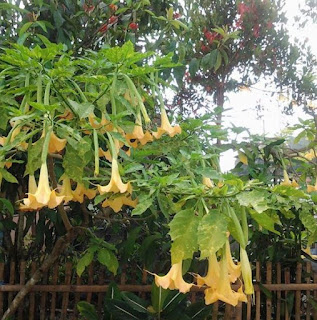 khasiat manfaat kembang bunga terompet putih ungu kuning bagi kesehatan pengobatan