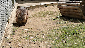 大阪府池田市 五月山動物園 ウォンバット