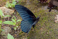 Papilio agenor